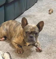 Fawn merle-f, a female French Bulldog for sale in Van Buren, MO – Photo 4 of 7