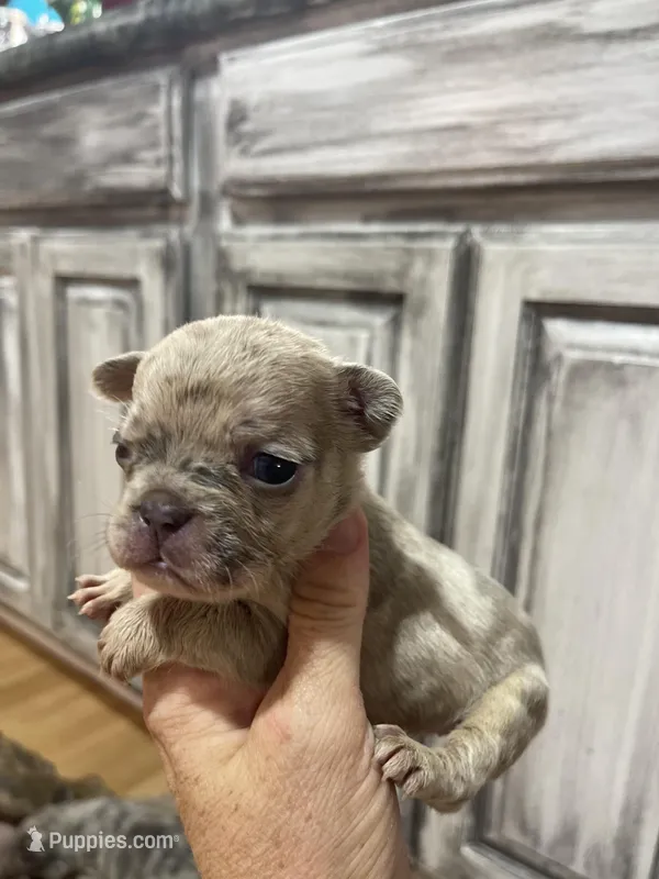 Fawn merle-f, a female French Bulldog for sale in Van Buren, MO – Photo 1 of 7