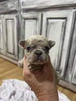 Fawn merle-f, a female French Bulldog for sale in Van Buren, MO – Photo 6 of 7