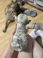 Fawn merle-f, a female French Bulldog for sale in Van Buren, MO – Photo 5 of 7