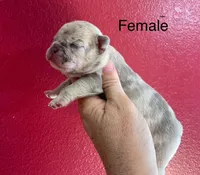 Fawn merle-f, a female French Bulldog for sale in Van Buren, MO – Photo 2 of 7