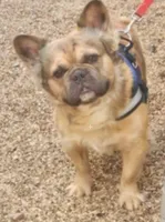 Fawn merle-f, a female French Bulldog for sale in Van Buren, MO – Photo 3 of 7