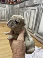 Fawn merle-f, a female French Bulldog for sale in Van Buren, MO – Photo 7 of 7
