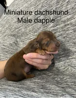 Dapple male, a male Miniature Dachshund for sale in Van Buren, MO – Photo 2 of 2