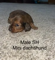 Dapple male, a male Miniature Dachshund for sale in Van Buren, MO – Photo 1 of 2