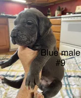 Green collar, a male Great Dane for sale in Van Buren, MO – Photo 1 of 4