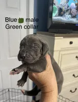 Green collar, a male Great Dane for sale in Van Buren, MO – Photo 2 of 4