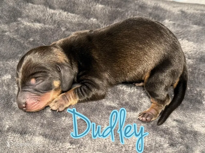 Dudley 