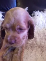 Freddie, a male Cocker Spaniel for sale in Owatonna, MN – 2 of 2