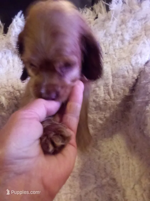 Anna – Cocker Spaniel puppy for sale in Owatonna, MN