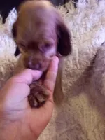 Anna, a female Cocker Spaniel for sale in Owatonna, MN – 1 of 2