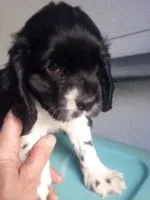 May, a female Cocker Spaniel for sale in Owatonna, MN – 4 of 4