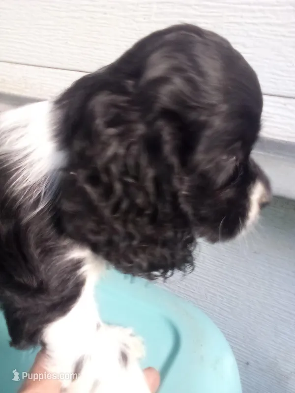 May – Cocker Spaniel puppy for sale in Owatonna, MN