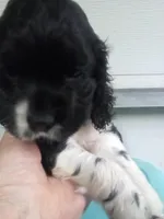 May, a female Cocker Spaniel for sale in Owatonna, MN – Photo 2 of 2