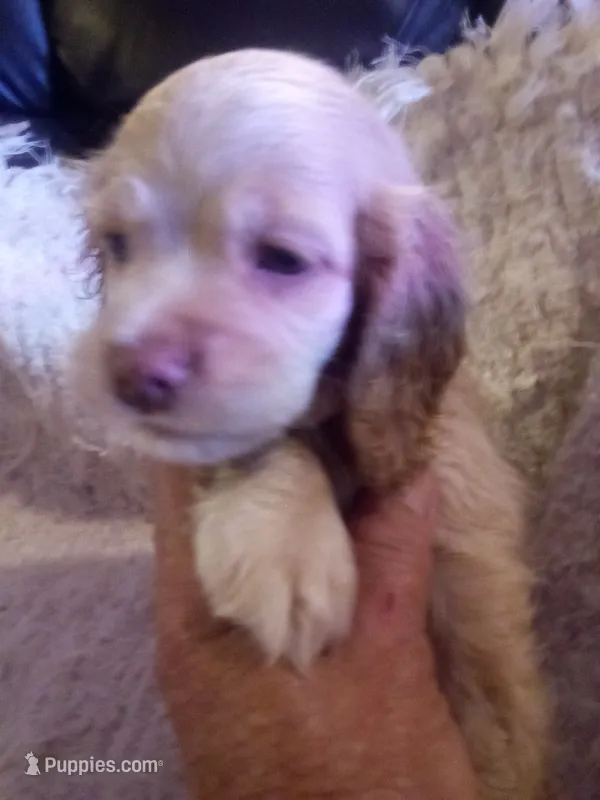 joey – Cocker Spaniel puppy for sale in Owatonna, MN