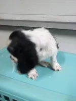 Mick, a male Cocker Spaniel for sale in Owatonna, MN – Photo 2 of 3