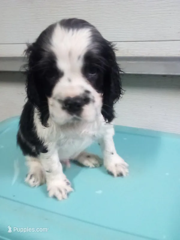 Mick – Cocker Spaniel puppy for sale in Owatonna, MN