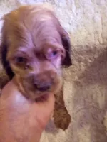 Anna, a female Cocker Spaniel for sale in Owatonna, MN – 2 of 2