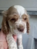 Leo, a male Cocker Spaniel for sale in Owatonna, MN – Photo 2 of 5