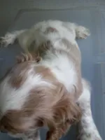 Leo, a male Cocker Spaniel for sale in Owatonna, MN – Photo 5 of 5