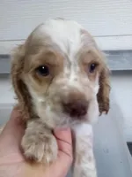 Leo, a male Cocker Spaniel for sale in Owatonna, MN – Photo 1 of 5