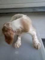 Leo, a male Cocker Spaniel for sale in Owatonna, MN – Photo 3 of 5