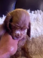 Bell, a female Cocker Spaniel for sale in Owatonna, MN – 2 of 2