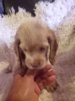 Teddy, a male Cocker Spaniel for sale in Owatonna, MN – 2 of 2
