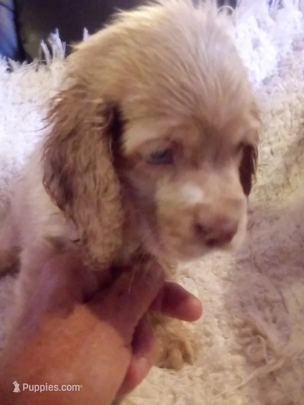 Teddy – Cocker Spaniel puppy for sale in Owatonna, MN