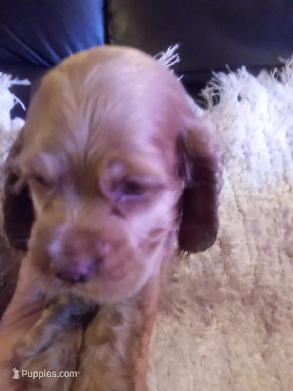 Freddie – Cocker Spaniel puppy for sale in Owatonna, MN