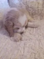 Goldie, a female Cocker Spaniel for sale in Owatonna, MN – 1 of 2