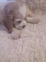 Goldie, a female Cocker Spaniel for sale in Owatonna, MN – 2 of 2