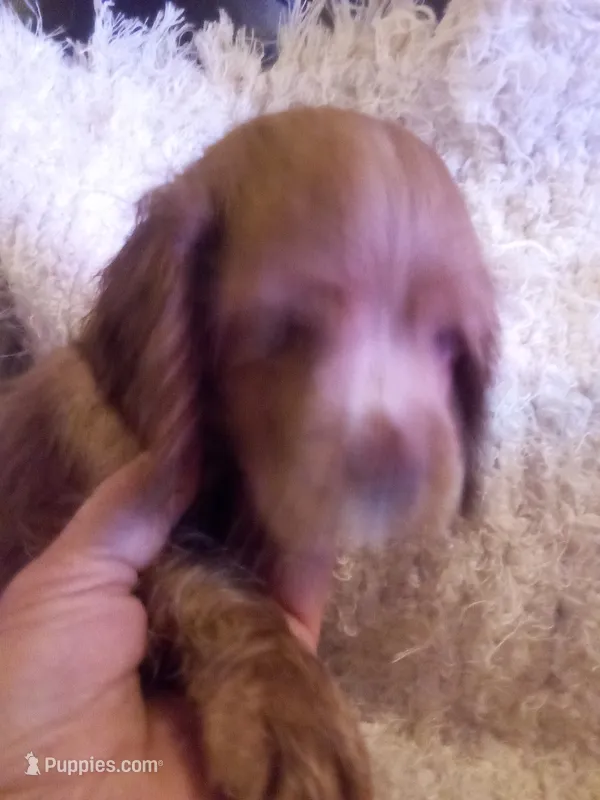 Bell – Cocker Spaniel puppy for sale in Owatonna, MN