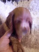 Bell, a female Cocker Spaniel for sale in Owatonna, MN – 1 of 2
