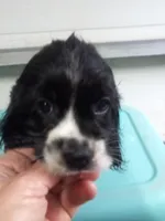 Stella, a female Cocker Spaniel for sale in Owatonna, MN – Photo 2 of 2