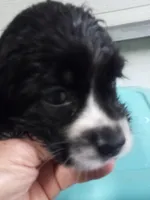 Stella, a female Cocker Spaniel for sale in Owatonna, MN – Photo 1 of 2