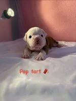 Pop Tart, a female English Bulldog for sale in Alba, TX – 2 of 4
