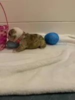 Fancy, a female English Bulldog for sale in Alba, TX – Photo 2 of 5