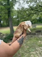 Fancy, a female English Bulldog for sale in Alba, TX – Photo 4 of 9