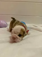 Fancy, a female English Bulldog for sale in Alba, TX – Photo 3 of 5