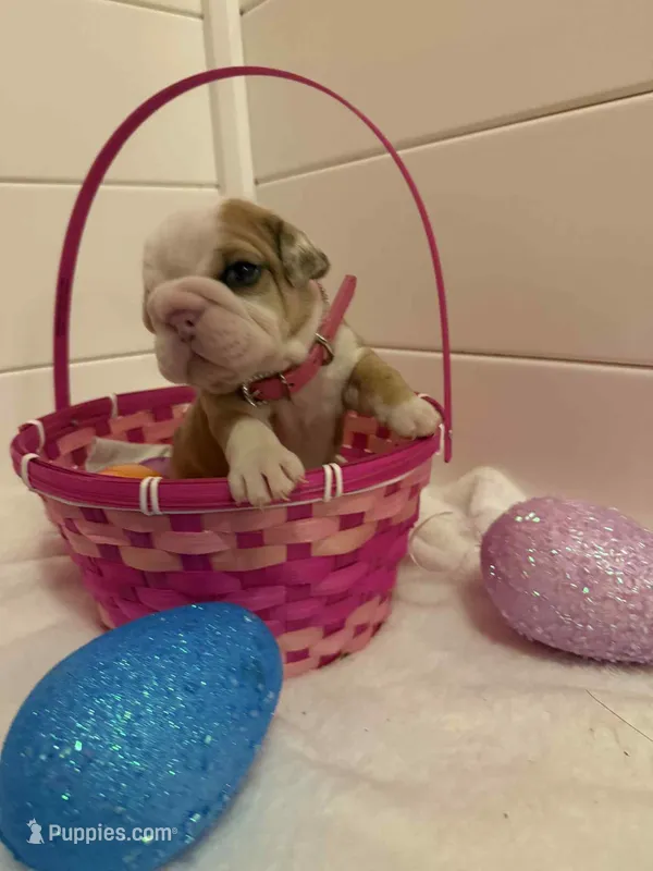 Fancy – English Bulldog puppy for sale in Alba, TX