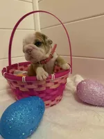 Fancy, a female English Bulldog for sale in Alba, TX – Photo 1 of 5