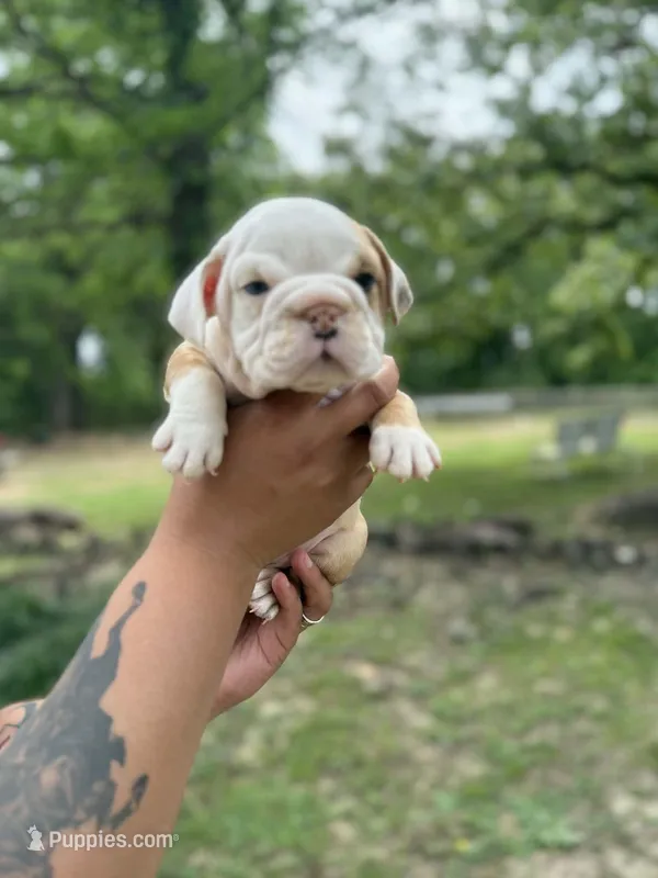 Fancy – English Bulldog puppy for sale in Alba, TX