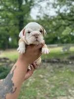 Fancy, a female English Bulldog for sale in Alba, TX – Photo 1 of 9
