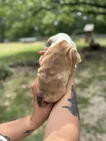 Fancy, a female English Bulldog for sale in Alba, TX – Photo 3 of 9