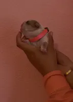 Fancy, a female English Bulldog for sale in Alba, TX – Photo 2 of 2