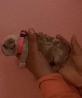 Fancy, a female English Bulldog for sale in Alba, TX – Photo 1 of 2