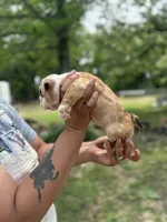 Fancy, a female English Bulldog for sale in Alba, TX – Photo 2 of 9