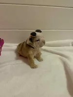 McLovin , a male English Bulldog for sale in Alba, TX – Photo 4 of 9