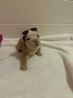 McLovin , a male English Bulldog for sale in Alba, TX – Photo 2 of 9